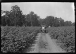 G. G. Jones Check Cotton by United States. Entomology Research Division. Delta Research Laboratory (Tallulah, La.)