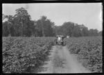 G. G. Jones Check Cotton by United States. Entomology Research Division. Delta Research Laboratory (Tallulah, La.)