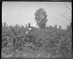 Nassau Plantation Cotton by United States. Entomology Research Division. Delta Research Laboratory (Tallulah, La.)