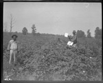Nassau Plantation Cotton by United States. Entomology Research Division. Delta Research Laboratory (Tallulah, La.)
