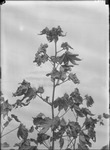 Field Plants by United States. Entomology Research Division. Delta Research Laboratory (Tallulah, La.)