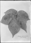 Plant Toxicity Studies by United States. Entomology Research Division. Delta Research Laboratory (Tallulah, La.)