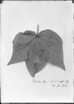 Plant Toxicity Studies by United States. Entomology Research Division. Delta Research Laboratory (Tallulah, La.)
