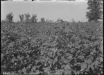 Non Poisoned Cotton by United States. Entomology Research Division. Delta Research Laboratory (Tallulah, La.)