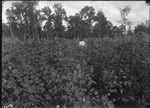 Glen Mary Unpoisoned Cotton by United States. Entomology Research Division. Delta Research Laboratory (Tallulah, La.)