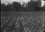 Montrose Plant Tests by United States. Entomology Research Division. Delta Research Laboratory (Tallulah, La.)