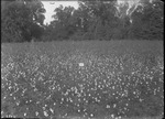 Montrose Plant Tests by United States. Entomology Research Division. Delta Research Laboratory (Tallulah, La.)