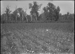 Shirley Plant Tests by United States. Entomology Research Division. Delta Research Laboratory (Tallulah, La.)