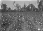 Shirley Plant Tests by United States. Entomology Research Division. Delta Research Laboratory (Tallulah, La.)