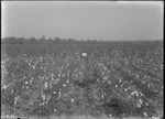 Hecla Plant Tests by United States. Entomology Research Division. Delta Research Laboratory (Tallulah, La.)