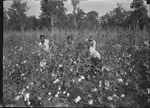 Hecla Plant Tests by United States. Entomology Research Division. Delta Research Laboratory (Tallulah, La.)