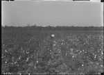 Glen Mary Plant Tests by United States. Entomology Research Division. Delta Research Laboratory (Tallulah, La.)