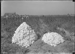 Gowan Plant Tests by United States. Entomology Research Division. Delta Research Laboratory (Tallulah, La.)