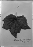 Cotton Leaf by United States. Entomology Research Division. Delta Research Laboratory (Tallulah, La.)