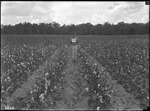 Dividing Line by United States. Entomology Research Division. Delta Research Laboratory (Tallulah, La.)