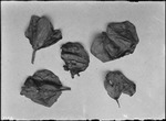 Nicotine Sulphate Burned Leaves by United States. Entomology Research Division. Delta Research Laboratory (Tallulah, La.)
