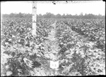 Cotton Height at First Picking by United States. Entomology Research Division. Delta Research Laboratory (Tallulah, La.)