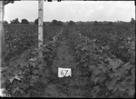 Cotton Height at First Picking by United States. Entomology Research Division. Delta Research Laboratory (Tallulah, La.)