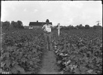 Cotton Height at First Poisoning by United States. Entomology Research Division. Delta Research Laboratory (Tallulah, La.)