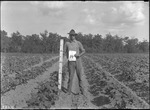 Evergreen Cotton Height by United States. Entomology Research Division. Delta Research Laboratory (Tallulah, La.)