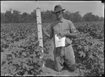 Evergreen Cotton Height by United States. Entomology Research Division. Delta Research Laboratory (Tallulah, La.)