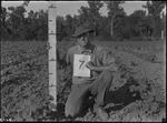 Shirley Cotton Height by United States. Entomology Research Division. Delta Research Laboratory (Tallulah, La.)