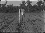 Cotton Height by United States. Entomology Research Division. Delta Research Laboratory (Tallulah, La.)