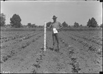 Shirley Cotton Height by United States. Entomology Research Division. Delta Research Laboratory (Tallulah, La.)