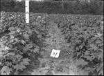 Cotton Height at First Poisoning by United States. Entomology Research Division. Delta Research Laboratory (Tallulah, La.)