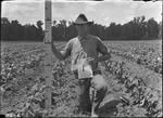 Montrose Cotton Height by United States. Entomology Research Division. Delta Research Laboratory (Tallulah, La.)