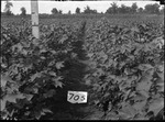 Montrose Cotton Height by United States. Entomology Research Division. Delta Research Laboratory (Tallulah, La.)