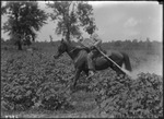 Root's Saddle Gun Operation by United States. Entomology Research Division. Delta Research Laboratory (Tallulah, La.)