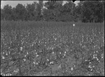 Montrose Experiments by United States. Entomology Research Division. Delta Research Laboratory (Tallulah, La.)