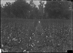 Montrose Experiments by United States. Entomology Research Division. Delta Research Laboratory (Tallulah, La.)