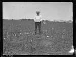 Cotton in Prairie by United States. Entomology Research Division. Delta Research Laboratory (Tallulah, La.)
