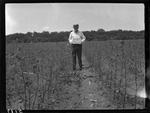 Cotton in River Bottom by United States. Entomology Research Division. Delta Research Laboratory (Tallulah, La.)