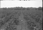 Valdosta Experiments by United States. Entomology Research Division. Delta Research Laboratory (Tallulah, La.)