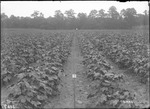Valdosta Experiments by United States. Entomology Research Division. Delta Research Laboratory (Tallulah, La.)