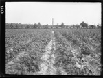 Cotton Plat by United States. Entomology Research Division. Delta Research Laboratory (Tallulah, La.)