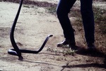 A Captured Snake Facing a Man's Legs by Jerry Boyd Jones