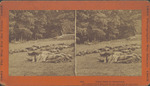 Stereograph of Union Dead at Gettysburg, 1865