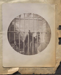 Bear at the St. Louis Zoo, March 1890