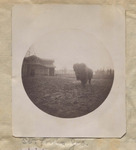 Bison at the St. Louis, Zoo