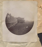 Bison and a Chicken at the St. Louis Zoo