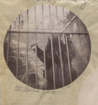 A Bear Behind Iron Bars, St. Louis Zoo
