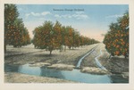 Satsuma Orange Orchard