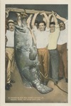 611 Pound Black Sea Bass Caught at Biloxi, Miss, on Hook and Line