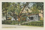 Ring in the Tree on the Beach, Biloxi, Mississippi