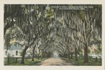 Benachi Avenue, Arched By Live Oak Trees 100 Years Old, Biloxi, Mississippi