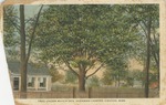 Tree Under Which General Sherman Camped, Canton, Mississippi